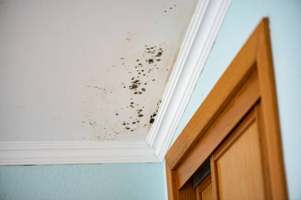 Best Mold Removal Company Near Me  in Steubenville, OH