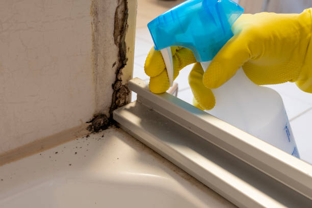 Best Local Mold Removal Service  in Steubenville, OH
