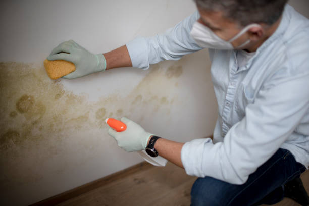 Best Mold Cleaning Services  in Steubenville, OH