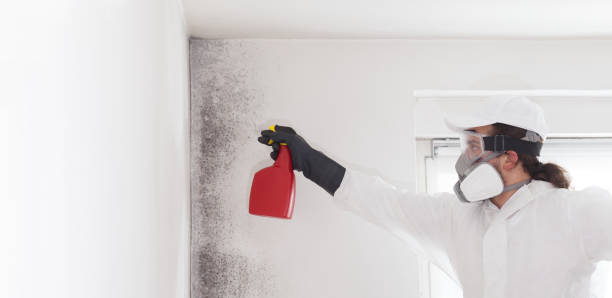 Best Home Mold Removal  in Steubenville, OH