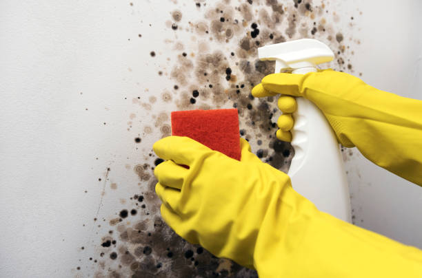 Best Mold Damage Repair  in Steubenville, OH