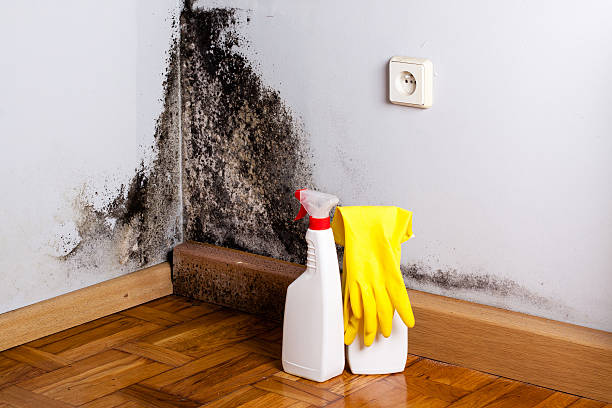 Mold Testing and Removal in Steubenville, OH