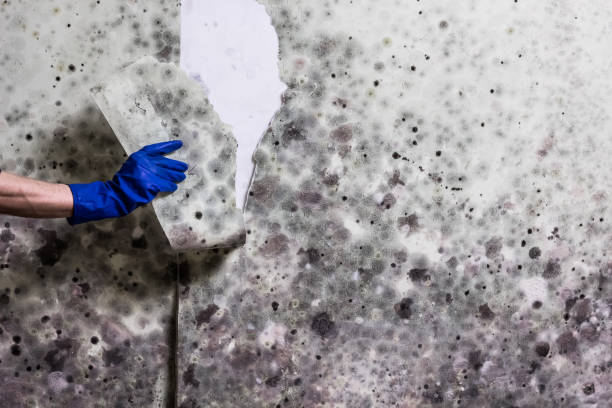 Certified Mold Removal in Steubenville, OH