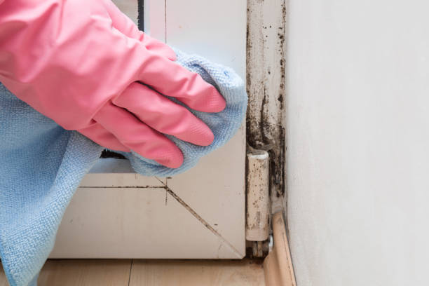 Best Mold Remediation  in Steubenville, OH