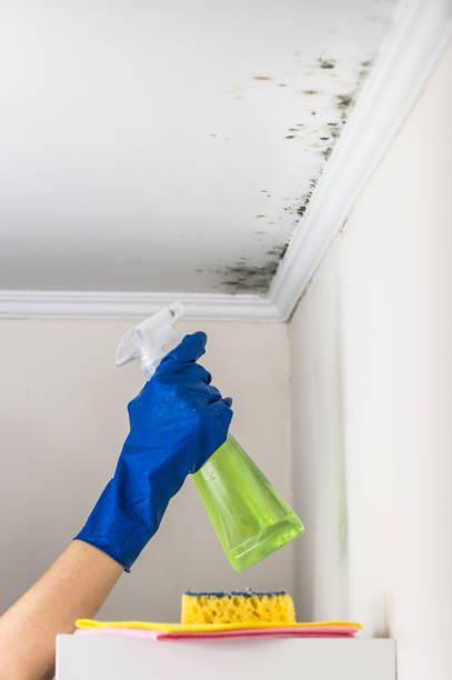 Best Residential Mold Removal  in Steubenville, OH